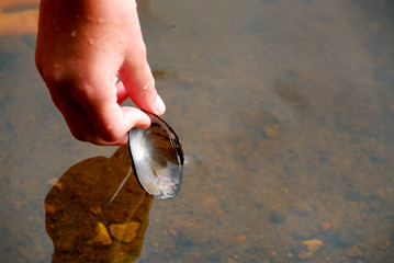 hand with shell