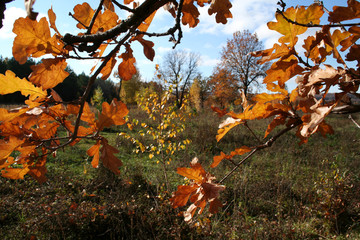 oak leaves