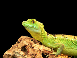 stirnlappenbasilisk