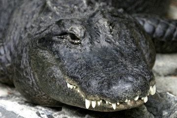 crocodile