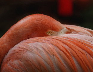 flamingo #3