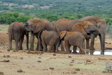 elefantenfamilie beim trinken