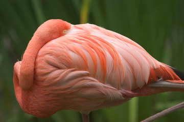 flamingo #1