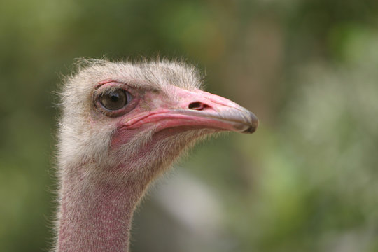 ostrich #3