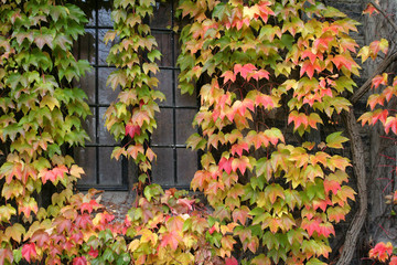 ivy covered window with leaded glass