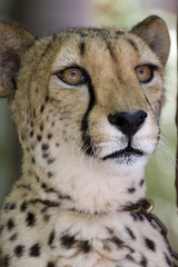 portrait of leopard