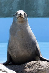 sea lion © Mariusz Blach