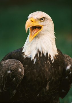 bald eagle