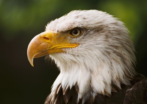 bald eagle