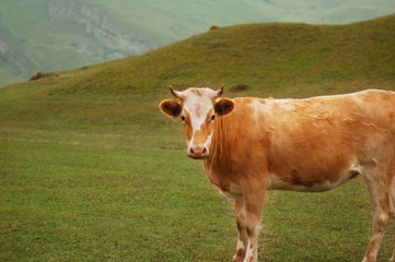 Fototapeta na wymiar cow grazing at the field