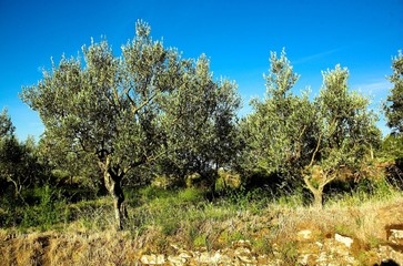 alberi di ulivo