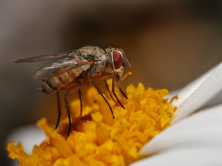 Mosca sobre flor amarilla