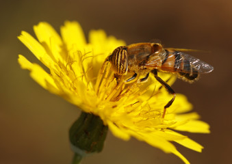 Eristalinus taniops