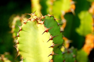 cote d'azur exotic10