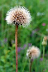 dandelion