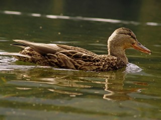 duck
