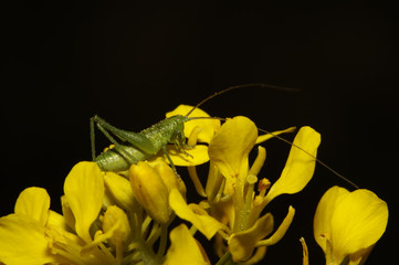 saltamontes verde sobre flor amarilla