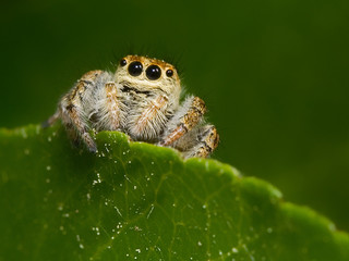 araña saltarina