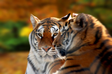 tiger eyes