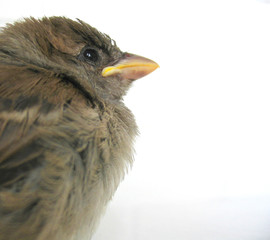 pequeño pajarito
