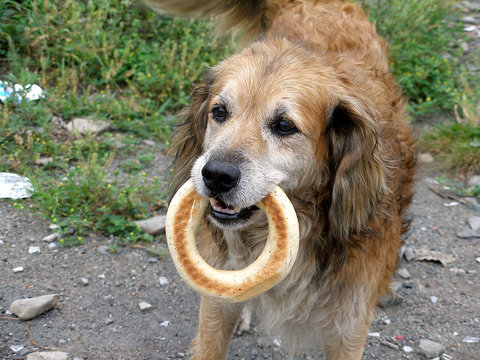 the dog with the bagel