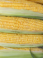 corn cobs