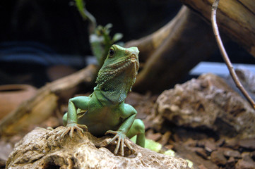 dinosaurios 10
