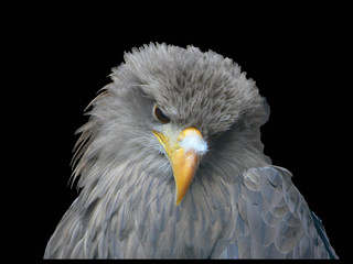 adler