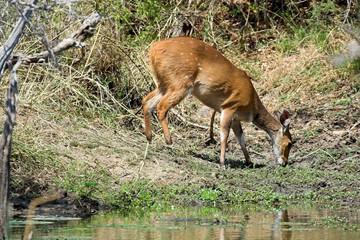 bushbuck feeding