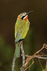 white-fronted bee-eater