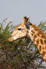 Obraz premium giraffe feeding