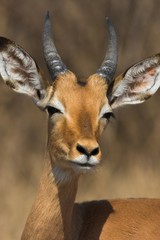 impala male