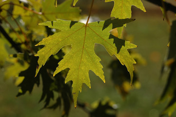fall leaves in green tones