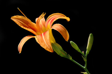 lilly with black background
