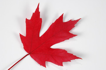 maple leave with white background