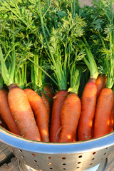 carrots 2