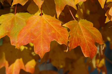 Fototapeta na wymiar yellow fall leaves