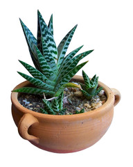 aloe variegata