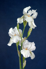 iris flower
