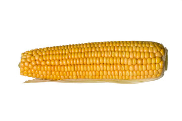 corn ear