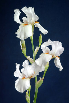 Fototapeta iris flower