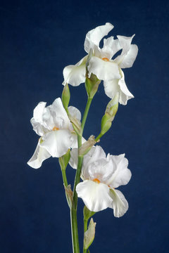 Fototapeta iris flower