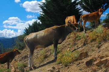 vache corse