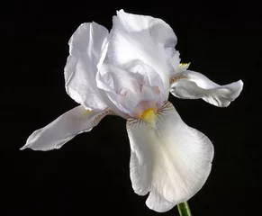 Foto op Aluminium iris flower © AnVer