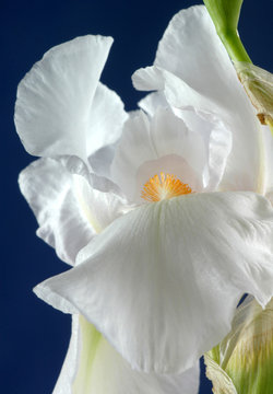 Fototapeta iris flower