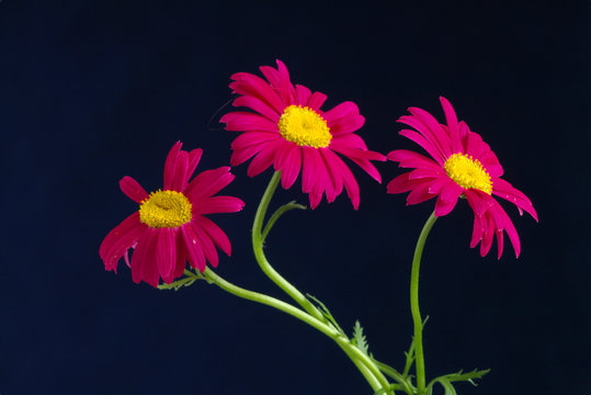 Fototapeta red camomile