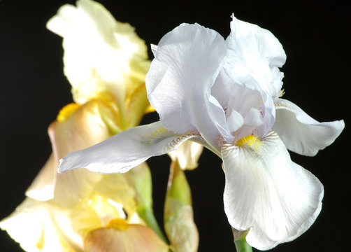 Fototapeta iris white