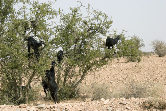 ch&eacute;vres dans les arbres