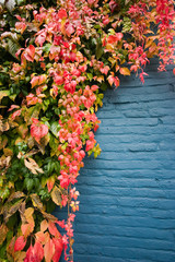 colorful leaves on blue wall