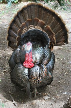 thanksgiving splendid wild turkey